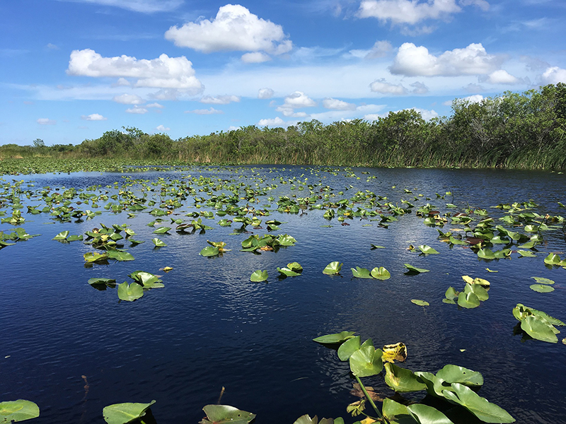 everglades_fl